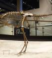 10關(guān)于Ornithomus的事實