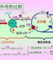 植物的光合作用是將什么能轉(zhuǎn)化為什么能