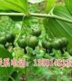 黃精種植基地有哪些 哪里盛產(chǎn)黃精