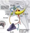 如何增加自己的皮質(zhì)醇分泌?運(yùn)動(dòng)可以嗎