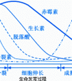 生長素的化學本質(zhì)