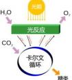 植物需要什么來(lái)進(jìn)行光合作用？