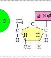 五碳糖一共有幾種?