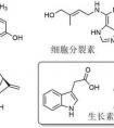 植物激素有哪些呢？