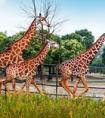 上海野生動物園在哪