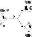 抗體與抗原的區(qū)別是什么？