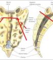 骶骨在哪個(gè)位置圖片，腰骶部位置圖