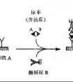 hook效應(yīng)是什么？