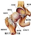 股骨頭在哪個(gè)部位圖片