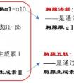 胸腺法新和胸腺肽α1是一個東西嗎？