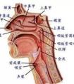 如何區(qū)分食管癌早期癥狀和咽炎癥狀