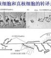 真核細(xì)胞與原核細(xì)胞主要區(qū)別是